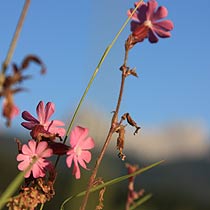 blumenwiese ferienwohnung haus bergpanorama in krün
